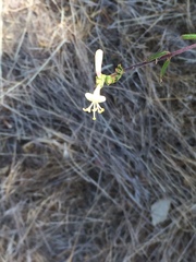 Lonicera subspicata subspicata