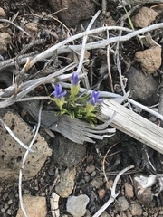 Gentianopsis barbellata