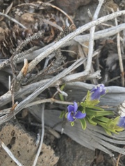Gentianopsis barbellata