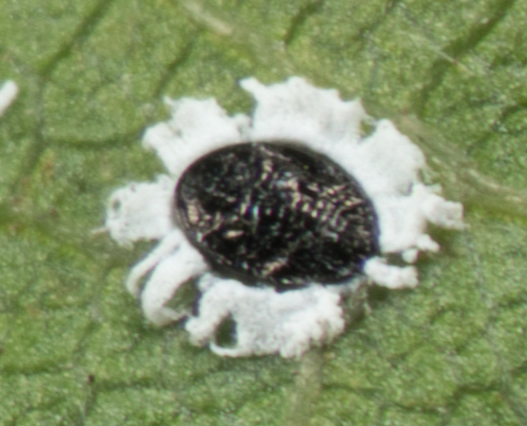 Mulberry Whitefly