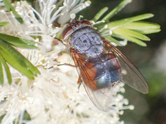 Calliphora dubia