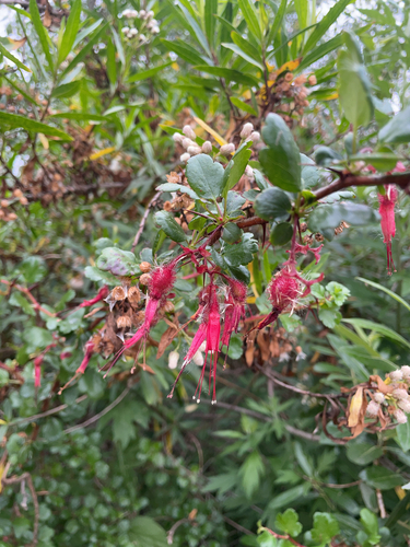 iNaturalist observation photo of Fuchsiaflower Gooseberry