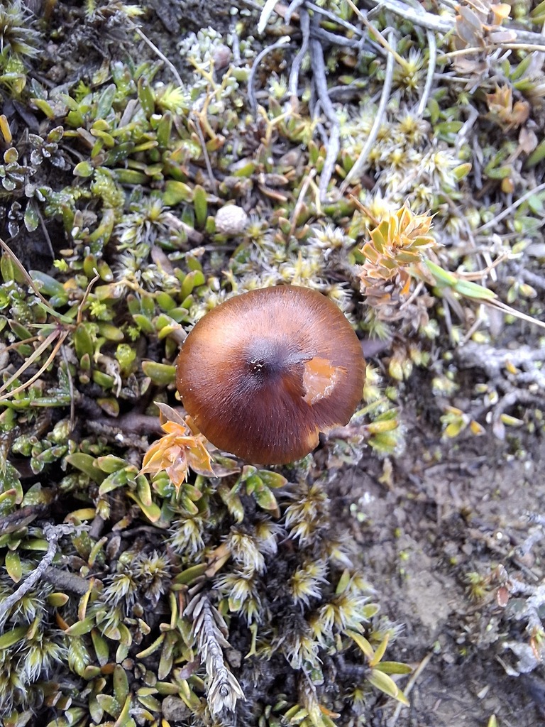 Hygrocybe fuliginata · May 2025 · photo: © armillariabianca (iNaturalist, cc0)