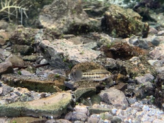 Crenichthys baileyi moapae