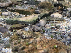 Crenichthys baileyi moapae