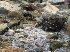Crenichthys baileyi moapae