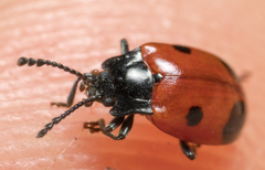 Endomychus biguttatus