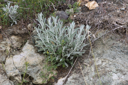 Image of Pseudognaphalium microcephalum by no rights reserved