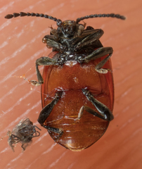 Endomychus biguttatus