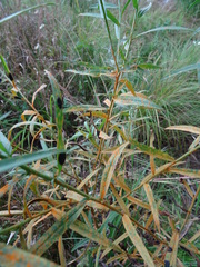 Coleosporium