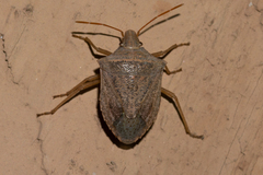 Euschistus crassus
