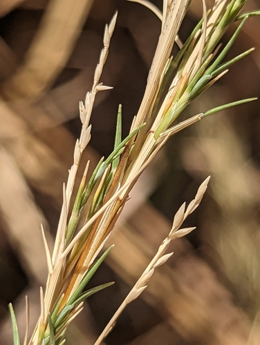 creeping muhly (Muhlenbergia repens)