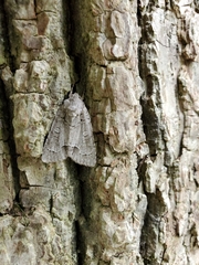 Acronicta hasta