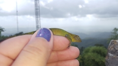 Anolis evermanni