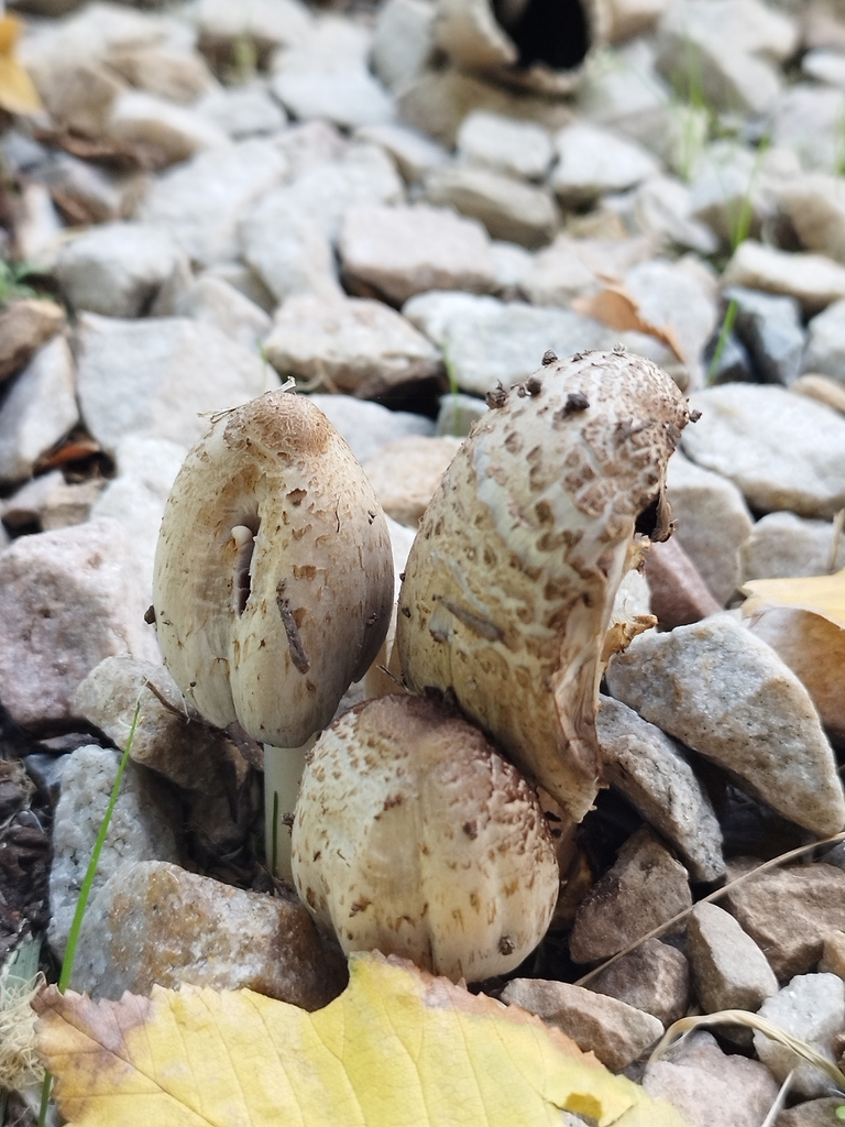 Coprinopsis romagnesiana · April 2025 · photo: © seba_fornes (iNaturalist, cc-by)
