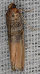 Dasypyga alternosquamella