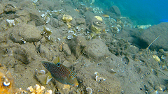 Canthigaster papua