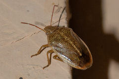 Chlorochroa saucia