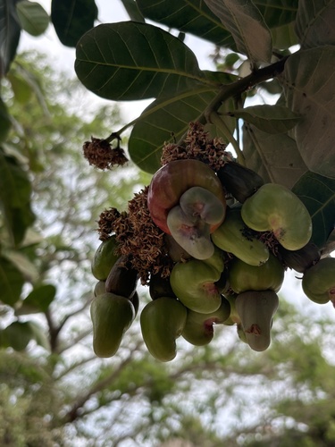 cashew (Anacardium occidentale)