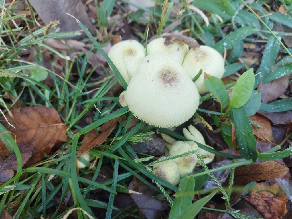 Leucocoprinus birnbaumii · April 2025 · photo: © seba_fornes (iNaturalist, cc-by)
