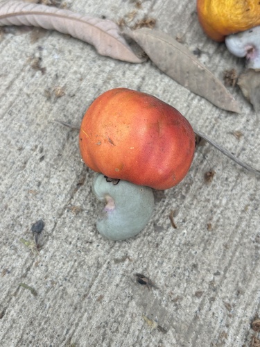 Marañón (Anacardium occidentale)