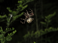 Araneus nordmanni