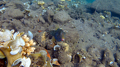 Canthigaster papua