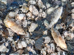 Notolabrus celidotus