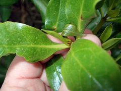 Myoporum semotum