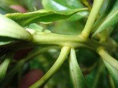 Myoporum semotum