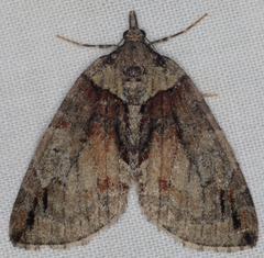 Hydriomena nevadae