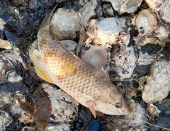 Notolabrus celidotus