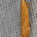 Monochroa placidella - Photo (c) Paul G. Johnson, some rights reserved (CC BY-NC-SA), uploaded by Paul G. Johnson