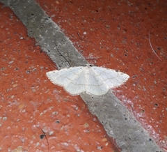 Stegania trimaculata