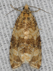 Olethreutes deprecatoria