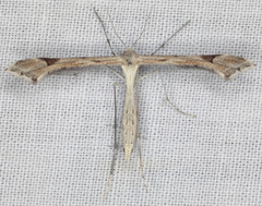 Paraplatyptilia