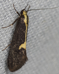 Polix coloradella
