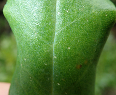 Myoporum semotum