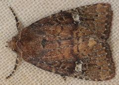Pseudorthodes irrorata