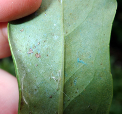 Myoporum semotum