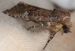 Pseudorthodes irrorata