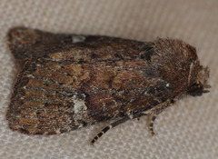 Pseudorthodes irrorata