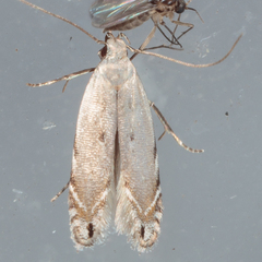 Battaristis nigratomella