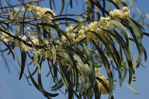 Ball Wattle (Acacia latescens)