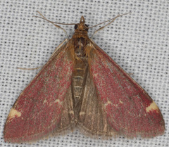 Pyrausta grotei