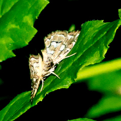 Elophila icciusalis