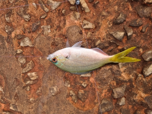Yellowtail Fusilier