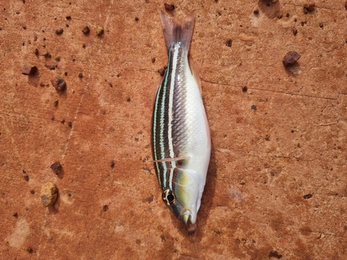 Coral Monocle Bream