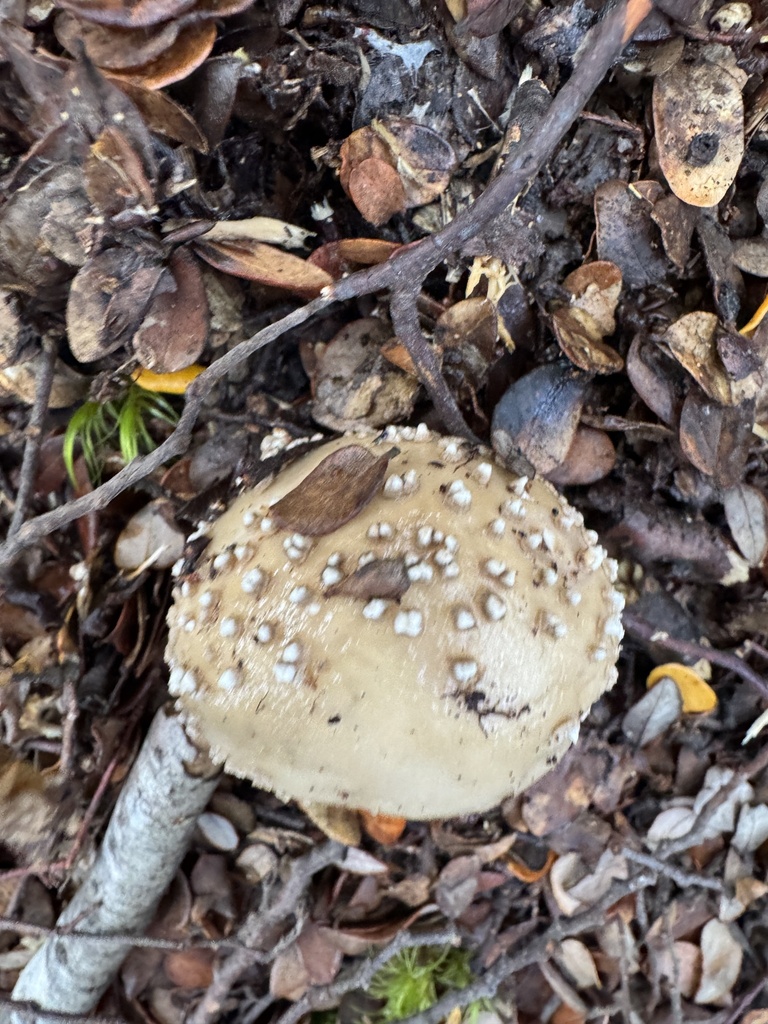 Amanita australis · May 2025 · photo: © iandickie (iNaturalist, cc-by)