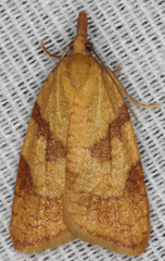 Sparganothis senecionana